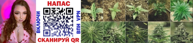 где купить наркотик  Берёзовка  МАРИХУАНА конопля 
